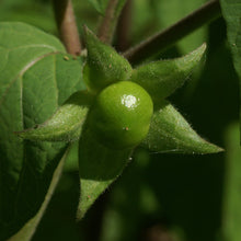 Lade das Bild in den Galerie-Viewer, Tollkirsche (Atropa bella-donna)
