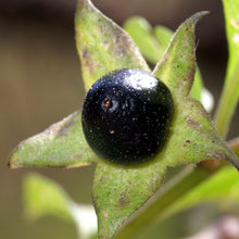 Lade das Bild in den Galerie-Viewer, Tollkirsche (Atropa bella-donna)