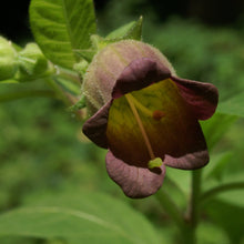 Lade das Bild in den Galerie-Viewer, Tollkirsche (Atropa bella-donna)
