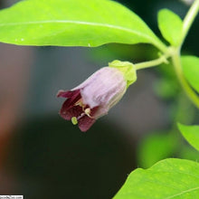 Lade das Bild in den Galerie-Viewer, Tollkirsche (Atropa bella-donna)