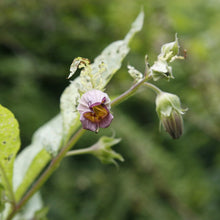 Lade das Bild in den Galerie-Viewer, Tollkirsche (Atropa bella-donna)