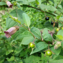 Lade das Bild in den Galerie-Viewer, Tollkirsche (Atropa bella-donna)