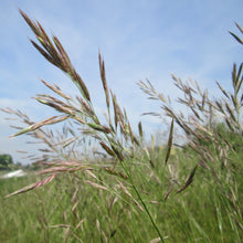 Lade das Bild in den Galerie-Viewer, Aufrechte Trespe (Bromus erectus)
