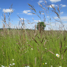 Lade das Bild in den Galerie-Viewer, Aufrechte Trespe (Bromus erectus)