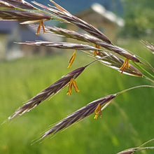 Lade das Bild in den Galerie-Viewer, Aufrechte Trespe (Bromus erectus)