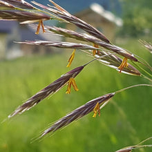 Lade das Bild in den Galerie-Viewer, Aufrechte Trespe (Bromus erectus)
