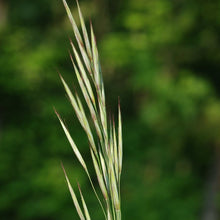 Lade das Bild in den Galerie-Viewer, Aufrechte Trespe (Bromus erectus)
