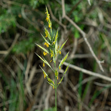 Lade das Bild in den Galerie-Viewer, Aufrechte Trespe (Bromus erectus)
