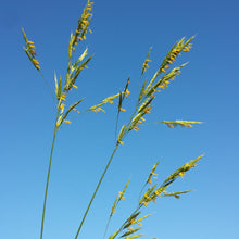 Lade das Bild in den Galerie-Viewer, Aufrechte Trespe (Bromus erectus)
