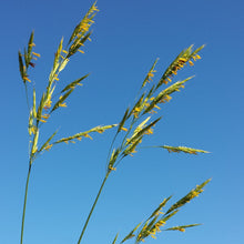 Lade das Bild in den Galerie-Viewer, Aufrechte Trespe (Bromus erectus)
