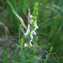 Lade das Bild in den Galerie-Viewer, Aufrechter Ziest (Stachys recta)