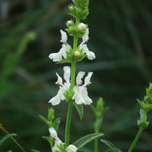 Lade das Bild in den Galerie-Viewer, Aufrechter Ziest (Stachys recta)