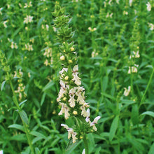 Lade das Bild in den Galerie-Viewer, Aufrechter Ziest (Stachys recta)