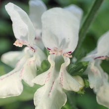 Lade das Bild in den Galerie-Viewer, Aufrechter Ziest (Stachys recta)