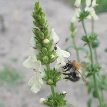 Lade das Bild in den Galerie-Viewer, Aufrechter Ziest (Stachys recta)