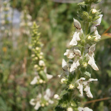 Lade das Bild in den Galerie-Viewer, Aufrechter Ziest (Stachys recta)