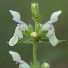 Lade das Bild in den Galerie-Viewer, Aufrechter Ziest (Stachys recta)