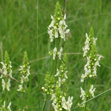 Lade das Bild in den Galerie-Viewer, Aufrechter Ziest (Stachys recta)
