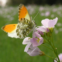 Lade das Bild in den Galerie-Viewer, Wiesen-Schaumkraut (Cardamine pratensis)