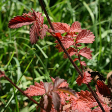 Lade das Bild in den Galerie-Viewer, Kleiner Odermennig (Agrimonia eupatoria)