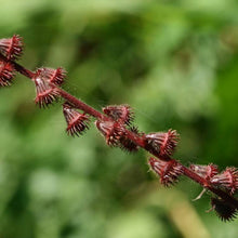 Lade das Bild in den Galerie-Viewer, Kleiner Odermennig (Agrimonia eupatoria)