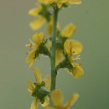 Lade das Bild in den Galerie-Viewer, Kleiner Odermennig (Agrimonia eupatoria)