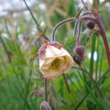Lade das Bild in den Galerie-Viewer, Bach-Nelkenwurz Geum rivale