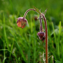 Lade das Bild in den Galerie-Viewer, Bach-Nelkenwurz Geum rivale