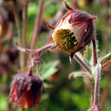 Lade das Bild in den Galerie-Viewer, Bach-Nelkenwurz Geum rivale