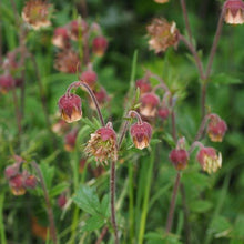 Lade das Bild in den Galerie-Viewer, Bach-Nelkenwurz Geum rivale