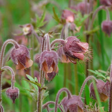 Lade das Bild in den Galerie-Viewer, Bach-Nelkenwurz Geum rivale
