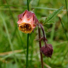 Lade das Bild in den Galerie-Viewer, Bach-Nelkenwurz Geum rivale