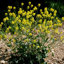 Lade das Bild in den Galerie-Viewer, Barbarakraut (Barbarea vulgaris)