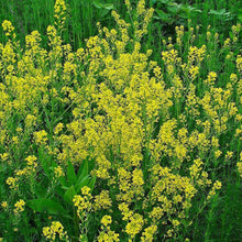 Lade das Bild in den Galerie-Viewer, Barbarakraut (Barbarea vulgaris)