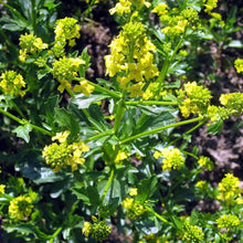 Lade das Bild in den Galerie-Viewer, Barbarakraut (Barbarea vulgaris)