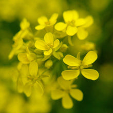 Lade das Bild in den Galerie-Viewer, Barbarakraut (Barbarea vulgaris)