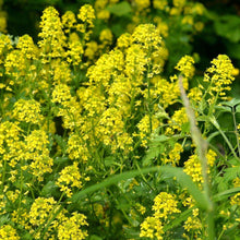 Lade das Bild in den Galerie-Viewer, Barbarakraut (Barbarea vulgaris)