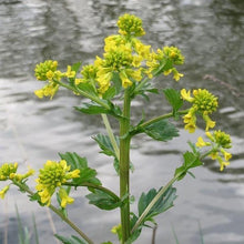 Lade das Bild in den Galerie-Viewer, Barbarakraut (Barbarea vulgaris)