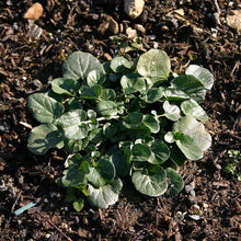 Lade das Bild in den Galerie-Viewer, Barbarakraut (Barbarea vulgaris)