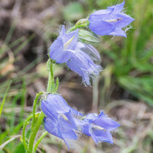 Lade das Bild in den Galerie-Viewer, Bärtige Glockenblume (Campanula barbata)