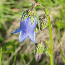 Lade das Bild in den Galerie-Viewer, Bärtige Glockenblume (Campanula barbata)