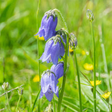 Lade das Bild in den Galerie-Viewer, Bärtige Glockenblume (Campanula barbata)
