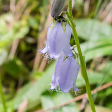 Lade das Bild in den Galerie-Viewer, Bärtige Glockenblume (Campanula barbata)