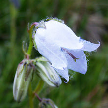 Lade das Bild in den Galerie-Viewer, Bärtige Glockenblume (Campanula barbata)