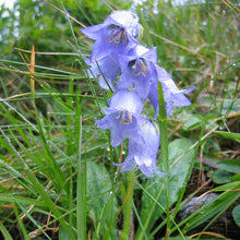 Lade das Bild in den Galerie-Viewer, Bärtige Glockenblume (Campanula barbata)