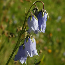 Lade das Bild in den Galerie-Viewer, Bärtige Glockenblume (Campanula barbata)