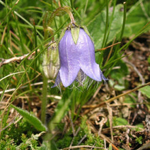 Lade das Bild in den Galerie-Viewer, Bärtige Glockenblume (Campanula barbata)