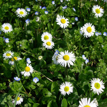 Lade das Bild in den Galerie-Viewer, Gänseblümchen (Bellis perennis)