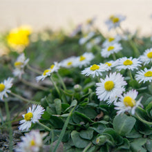 Lade das Bild in den Galerie-Viewer, Gänseblümchen (Bellis perennis)