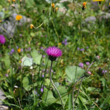 Lade das Bild in den Galerie-Viewer, Berg-Distel (Carduus defloratus)